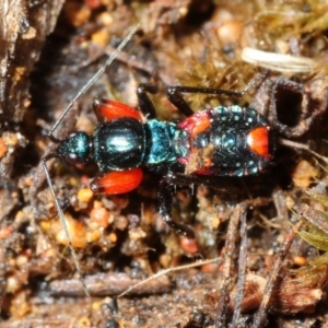 Ectomocoris patricius at Coree, ACT - 4 Aug 2018 12:21 PM