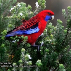 Platycercus elegans (Crimson Rosella) at One Track For All - 14 Jun 2018 by Charles Dove