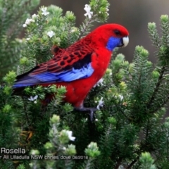 Platycercus elegans (Crimson Rosella) at Ulladulla, NSW - 15 Jun 2018 by CharlesDove