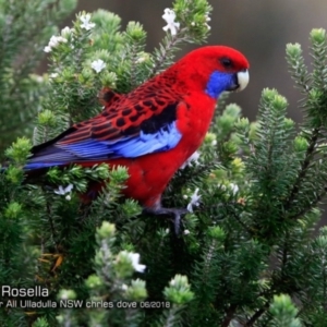 Platycercus elegans at Ulladulla, NSW - 15 Jun 2018