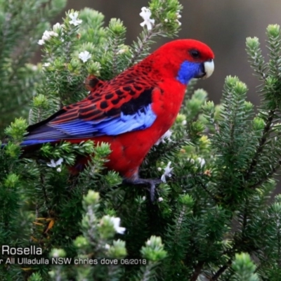 Platycercus elegans (Crimson Rosella) at Ulladulla, NSW - 14 Jun 2018 by Charles Dove