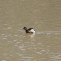 Tachybaptus novaehollandiae (Australasian Grebe) at Isaacs Ridge and Nearby - 6 Aug 2015 by Mike