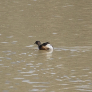 Tachybaptus novaehollandiae at Jerrabomberra, ACT - 6 Aug 2015