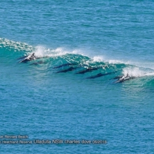 Tursiops truncatus at undefined - 17 Jun 2018