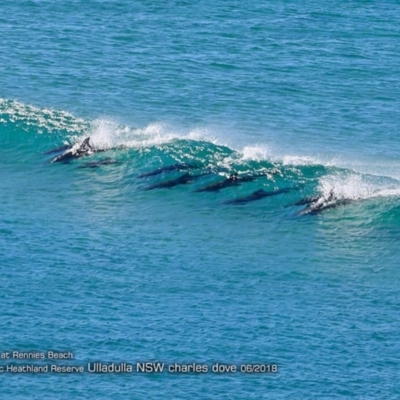 Tursiops truncatus (Bottlenose Dolphin) at Undefined - 16 Jun 2018 by Charles Dove