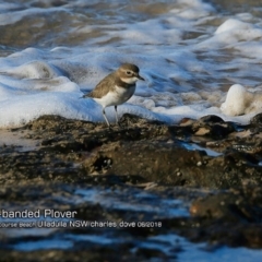 Anarhynchus bicinctus (Double-banded Plover) at South Pacific Heathland Reserve - 16 Jun 2018 by Charles Dove