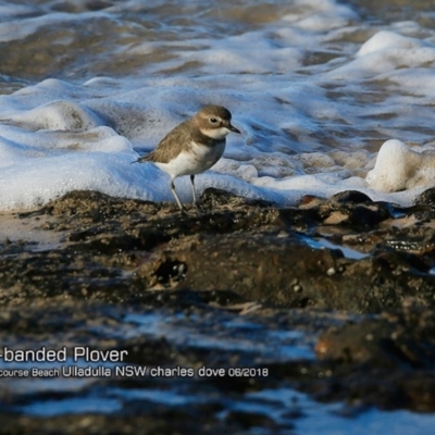 Anarhynchus bicinctus (Double-banded Plover) at South Pacific Heathland Reserve - 17 Jun 2018 by CharlesDove