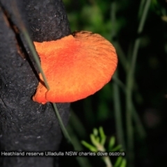 Trametes coccinea (Scarlet Bracket) at South Pacific Heathland Reserve WP03 - 14 Jun 2018 by Charles Dove