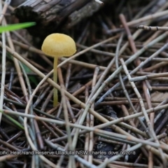 Agarics gilled fungi at South Pacific Heathland Reserve - 16 Jun 2018 by CharlesDove