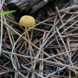 Agarics gilled fungi at South Pacific Heathland Reserve - 16 Jun 2018