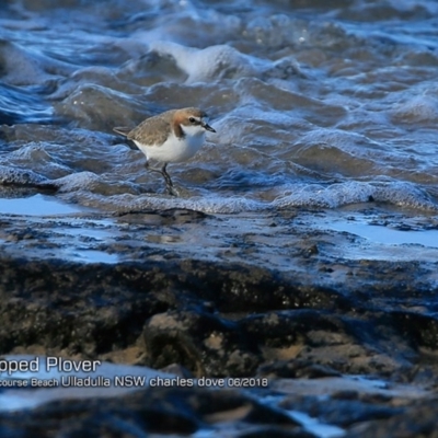 Anarhynchus ruficapillus (Red-capped Plover) at South Pacific Heathland Reserve - 17 Jun 2018 by CharlesDove