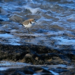 Anarhynchus ruficapillus (Red-capped Plover) at South Pacific Heathland Reserve - 16 Jun 2018 by Charles Dove