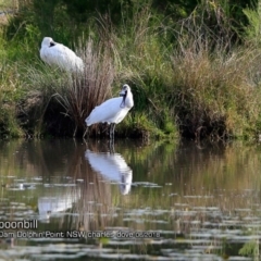 Platalea regia (Royal Spoonbill) at Wairo Beach and Dolphin Point - 15 Jun 2018 by CharlesDove