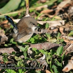Malurus cyaneus (Superb Fairywren) at Undefined - 16 Jun 2018 by CharlesDove