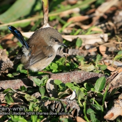 Malurus cyaneus (Superb Fairywren) at Undefined - 15 Jun 2018 by CharlesDove