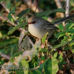 Malurus lamberti (Variegated Fairywren) at Ulladulla, NSW - 14 Jun 2018 by CharlesDove