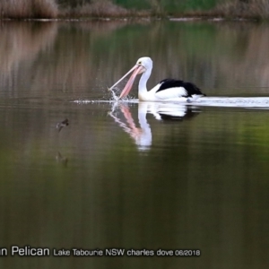 Pelecanus conspicillatus at undefined - 15 Jun 2018