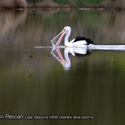 Pelecanus conspicillatus (Australian Pelican) at Undefined - 15 Jun 2018 by CharlesDove