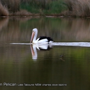 Pelecanus conspicillatus at undefined - 15 Jun 2018