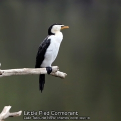 Microcarbo melanoleucos (Little Pied Cormorant) at Lake Tabourie Bushcare - 10 Jun 2018 by Charles Dove