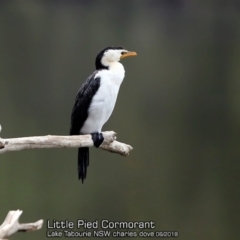 Microcarbo melanoleucos (Little Pied Cormorant) at Lake Tabourie Bushcare - 11 Jun 2018 by CharlesDove