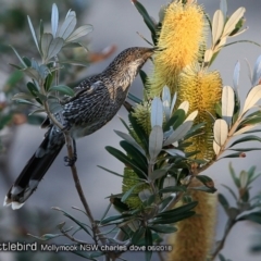 Anthochaera chrysoptera (Little Wattlebird) at Undefined - 11 Jun 2018 by CharlesDove