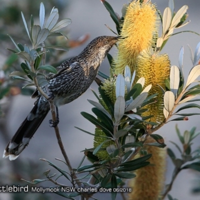 Anthochaera chrysoptera (Little Wattlebird) at Undefined - 11 Jun 2018 by CharlesDove