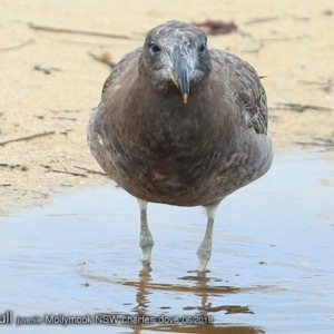 Larus pacificus at undefined - 8 Jun 2018