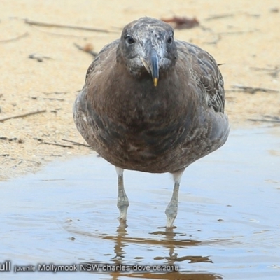 Larus pacificus (Pacific Gull) at Undefined - 8 Jun 2018 by CharlesDove