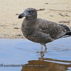 Larus pacificus at undefined - 8 Jun 2018