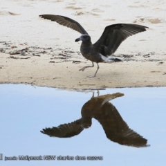 Larus pacificus at undefined - 8 Jun 2018 12:00 AM