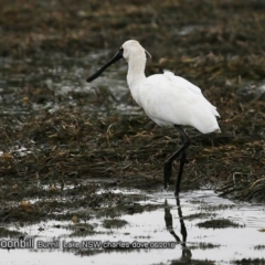 Platalea regia (Royal Spoonbill) at Burrill Lake, NSW - 8 Jun 2018 by Charles Dove