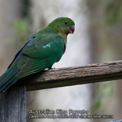 Alisterus scapularis (Australian King-Parrot) at Undefined - 2 Jun 2018 by Charles Dove