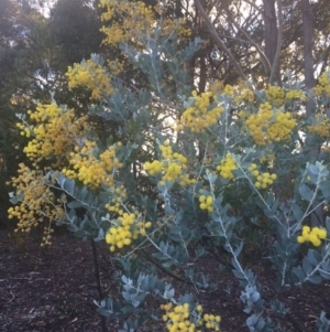 Acacia podalyriifolia at undefined - 27 Jul 2018