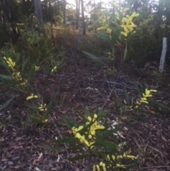 Acacia longifolia subsp. longifolia (sallow or Sydney golden wattle) at Undefined - 27 Jul 2018 by Evelynm