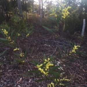 Acacia longifolia subsp. longifolia at undefined - 27 Jul 2018