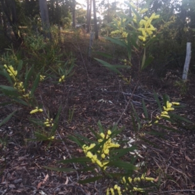 Acacia longifolia subsp. longifolia (sallow or Sydney golden wattle) at Undefined - 27 Jul 2018 by Evelynm