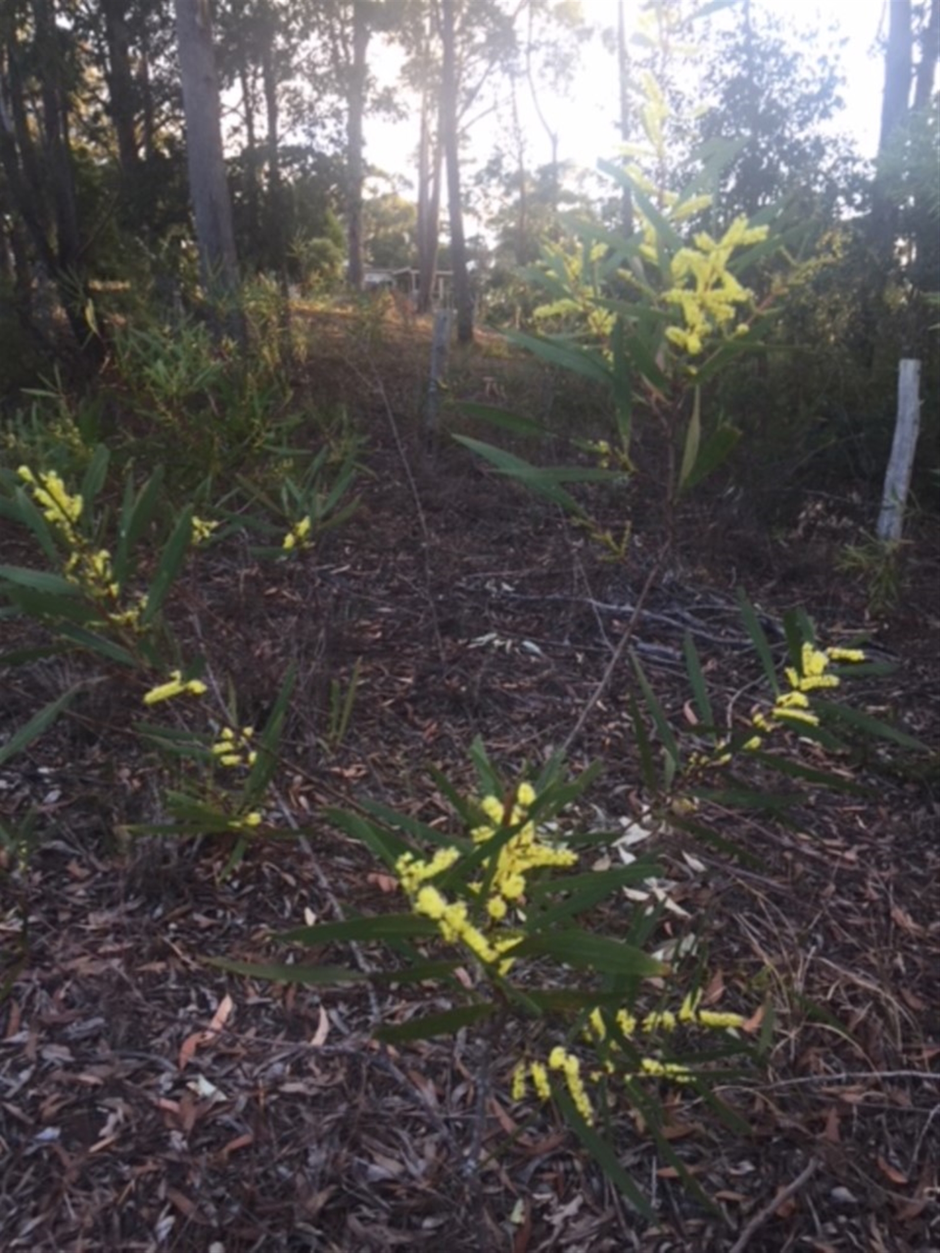 Acacia longifolia subsp. longifolia at undefined - 27 Jul 2018 04:38 PM