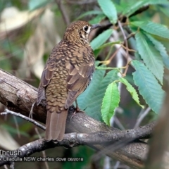 Zoothera lunulata (Bassian Thrush) at Ulladulla, NSW - 3 Jun 2018 by CharlesDove