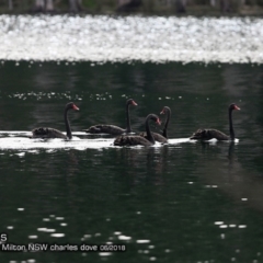 Cygnus atratus (Black Swan) at Undefined - 3 Jun 2018 by CharlesDove