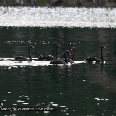 Cygnus atratus (Black Swan) at Undefined - 3 Jun 2018 by CharlesDove