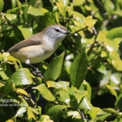 Gerygone mouki (Brown Gerygone) at Milton Rainforest - 4 Jun 2018 by CharlesDove