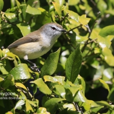 Gerygone mouki (Brown Gerygone) at Milton Rainforest - 4 Jun 2018 by CharlesDove