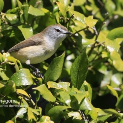 Gerygone mouki (Brown Gerygone) at Milton Rainforest Walking Track - 3 Jun 2018 by CharlesDove