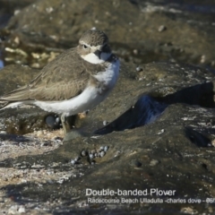 Anarhynchus bicinctus (Double-banded Plover) at South Pacific Heathland Reserve - 9 Jun 2018 by CharlesDove