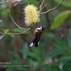 Acanthorhynchus tenuirostris (Eastern Spinebill) at Ulladulla, NSW - 3 Jun 2018 by CharlesDove