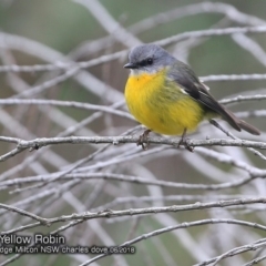 Eopsaltria australis (Eastern Yellow Robin) at Undefined - 2 Jun 2018 by Charles Dove