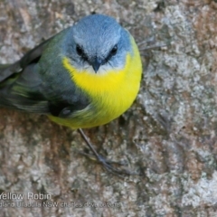 Eopsaltria australis (Eastern Yellow Robin) at Coomee Nulunga Cultural Walking Track - 2 Jun 2018 by CharlesDove