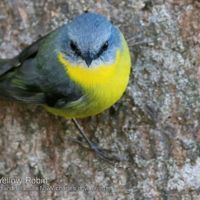 Eopsaltria australis (Eastern Yellow Robin) at Coomee Nulunga Cultural Walking Track - 1 Jun 2018 by Charles Dove