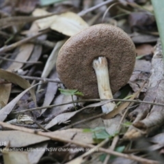 Tylopilus sp. (A Bolete) at Ulladulla, NSW - 8 Jun 2018 by CharlesDove